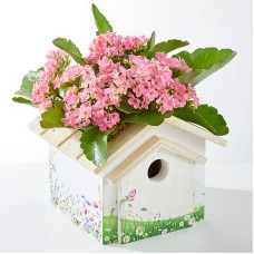 Planta de primavera en una casa de pájaros decorativa