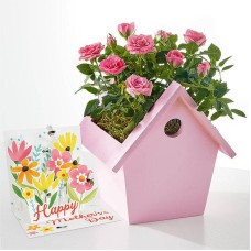 Mini rosa rosa y tarjeta desplegable del Día de la Madre