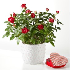 Mini rosa roja Pearl Kiss con chocolate en forma de corazón