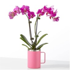 Orquídea Flor de Amatista