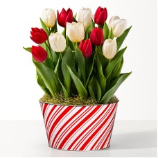 Jardín de bulbos de tulipán mixtos de color rojo y blanco