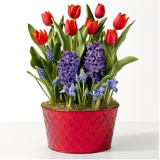 Jardín de bulbos de tulipán rojo y jacinto azul