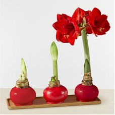Trío de bulbos de amarilis de cera roja