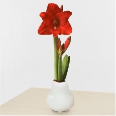 Bulbo de amarilis de cera blanca