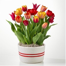 Jardín de bulbos de tulipanes Tonos de Amor