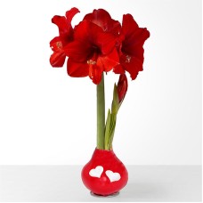 Bulbo de amaryllis de cera de floración roja