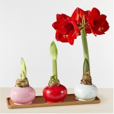 Trío de bulbos de amarilis de cera de San Valentín