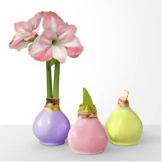 Trío de amarilis de cera de primavera