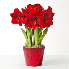 Jardín de bulbos de amarilis rojo