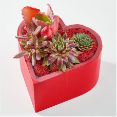 Jardín de suculentas con corazón lleno de amor