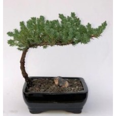 Enebro Bonsai Tree-Small