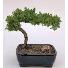 Bonsái de enebro grande
(Juniperus procumbens "nana")