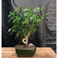 Bonsái de sombrilla hawaiana - Mediano
Tronco en espiral
(Arboricola Schefflera 'Luseanne')