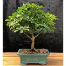 Bonsái de sombrilla hawaiana - Mediano
(Arboricola Schefflera 'Luseanne')