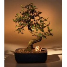 Bonsái de olmo chino - Tamaño mediano
Tronco curvado
(Ulmus parvifolia)