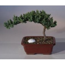 Enebro con pelota de golf Fairway
(Juniper Procumbens "nana")