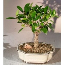 Bonsái de Ficus Retusa - Mediano
(Ficus Retusa)
