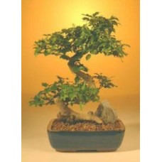 Bonsái de ligustro en flor - Estilo de tronco grande y curvado
(ligustrum lucidum)