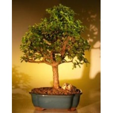 Árbol Bonsái Bebé Jade - Extra Grande
(Portulacaria Afra)