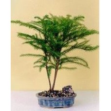 Pino Norfolk Island-Medium