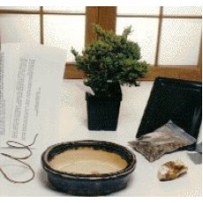 Kit básico de iniciación - Enebro Procumbens
Crea tu propio bonsái