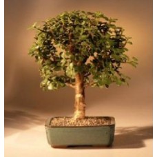 Árbol Bonsai Bebé Jade - Mediano
(Portulacaria Afra)