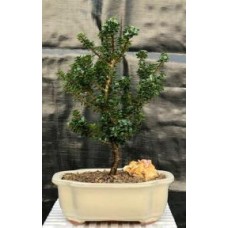 Acebo enano japonés tipo pagoda (Ilex Crenata enano "Pagoda")