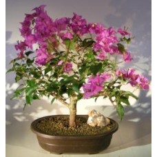 Bonsái de buganvilla en flor - Grande
(Pink Pixie)