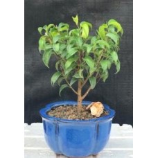 Bonsái de Ficus 'Too Little' - Pequeño
(Ficus benjamina "too little")