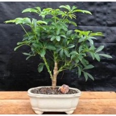 Árbol Bonsai Paraguas Hawaiano - Pequeño