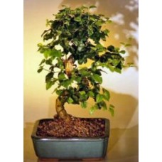 Bonsái de ligustro florido con tronco curvado - Mediano
(ligustrum lucidum)