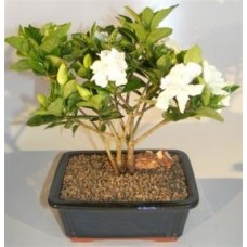 Bonsái de gardenia en flor - Estilo de tronco múltiple
(Gardenia jasminoides)