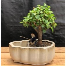 Bonsái de jade bebé
Maceta para tierra/agua con bordes festoneados
(Portulacaria afra)