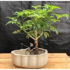 Bonsái de sombrilla hawaiana
Maceta para tierra/agua con bordes festoneados
(Arboricola schefflera 'luseanne')