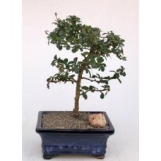 Bonsái de té de Fujian en flor
Hoja pequeña - Tronco recto
(Ehretia microphylla)