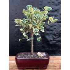 Bonsái de Ficus Triangularis variegado (Ficus Triangularis 'Variegata')