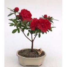 Bonsái de azalea roja en flor
(azalea 'Tiny Dancer')