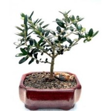Bonsái de olivo europeo en flor y con frutos
(Olea europaea "olivo pequeño")
