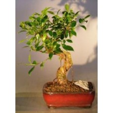 Bonsái de Ficus Retusa - Tamaño mediano, estilo tronco curvo