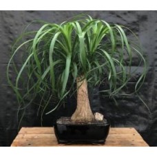 Palmera cola de caballo - Grande (Beaucamea recurvata)