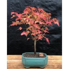 Árbol bonsái de arce tridente
(Acer Buergerianum)