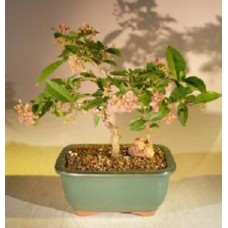 Bonsái de cerezo de Barbados enano llorón en flor - Mediano (Malpighia pendiculata)