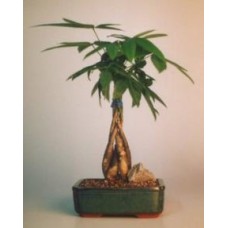 Bonsái de la suerte trenzado - 'Árbol de la buena fortuna'
Mediano (Pachira aquatica)
