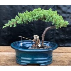 Bonsái de enebro
Maceta pequeña para tierra y agua
(Enebro procumbens "nana")