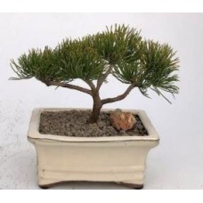 Árbol Bonsai Pino Mugo - Pequeño
(pinus mugo 'cojín del valle')