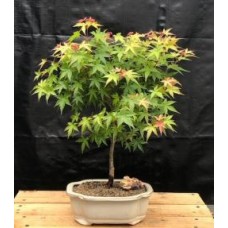Bonsái de arce verde japonés enano
(Acer palmatum enano)