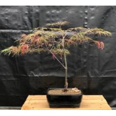 Bonsái de arce japonés 'Crimson Queen'
(Acer palmatum var. dissectum 'Crimson Queen')