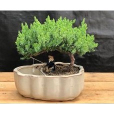 Bonsái de enebro
Maceta para tierra/agua con bordes festoneados - Mediana
(Enebro procumbens "nana")