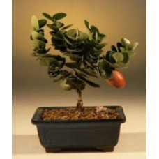 Ciruelo enano de flor - Pequeño (Carissa macrocarpa)