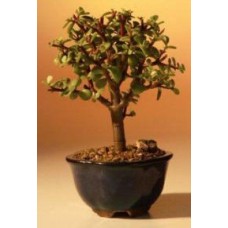 Baby Jade Bonsai Tree - Pequeño
